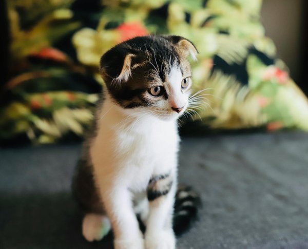 Essential strategies for ensuring your pet"s safety and serenity during uk thunderstorms