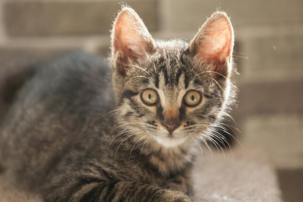 Ultimate guide to training your nova scotia duck tolling retriever for expert water retrieval skills