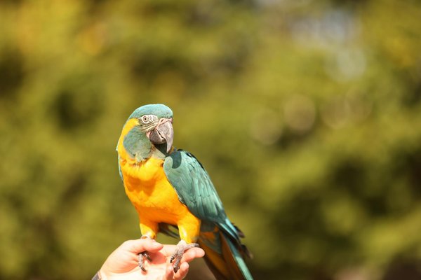 Essential Feeding Techniques for Healthy Bone Development in Growing Salukis