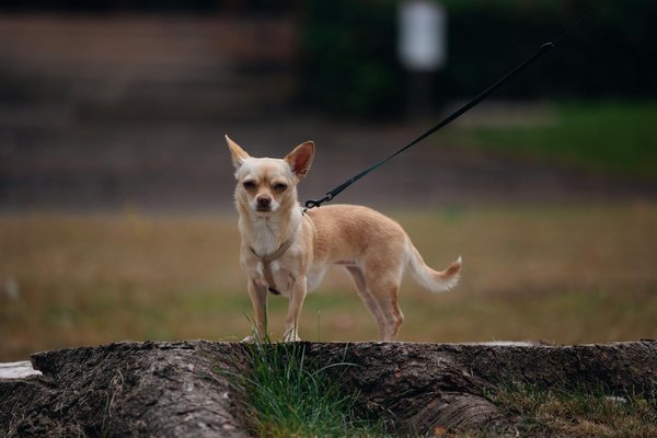 Revitalizing ground-nesting bird habitats: harnessing controlled burns for effective conservation in uk heathlands